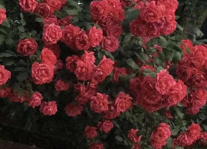 保护爱豆的文案