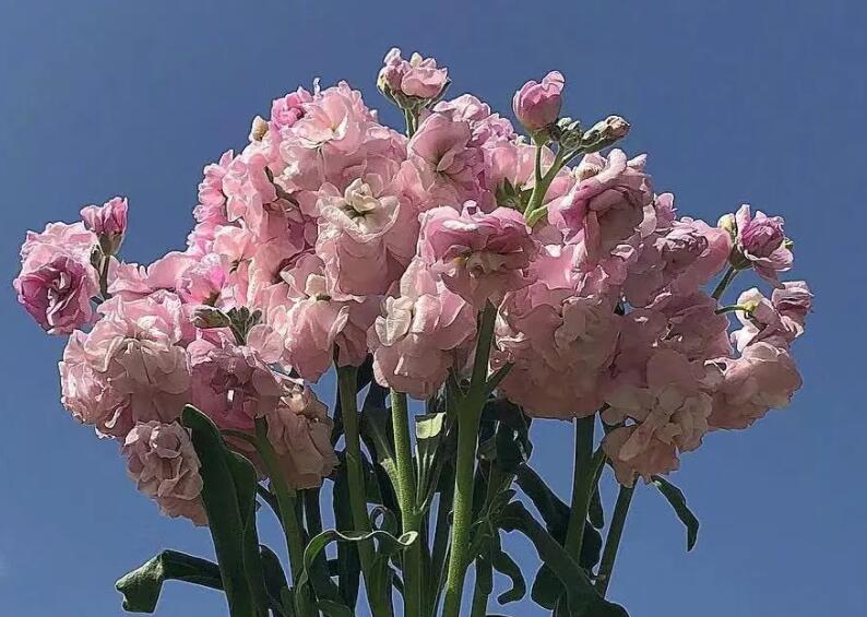 相伴一生的唯美诗句文案