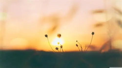 用唯美的句子文案形容语文