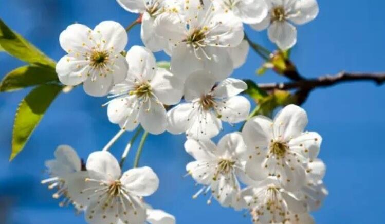 淡到极致的美诗句文案