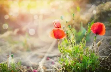 有关道德的诗句文案或名言警句