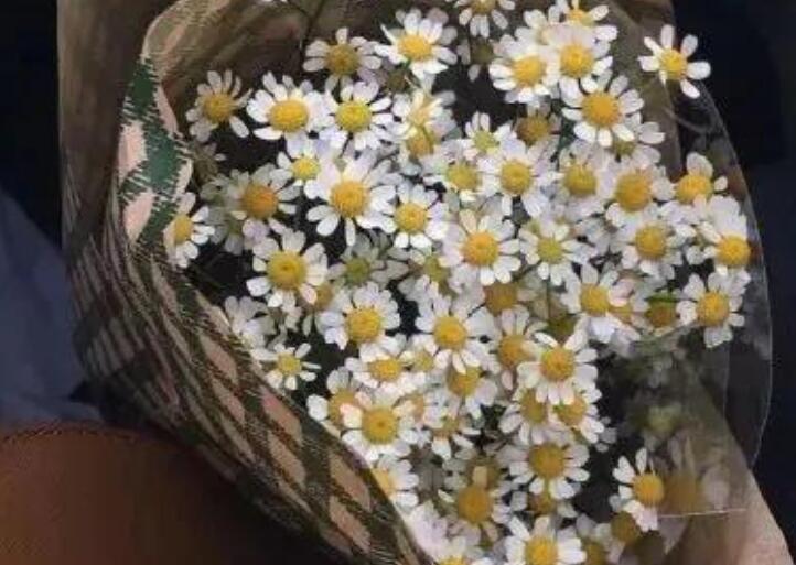 请写关于清明节的句子文案