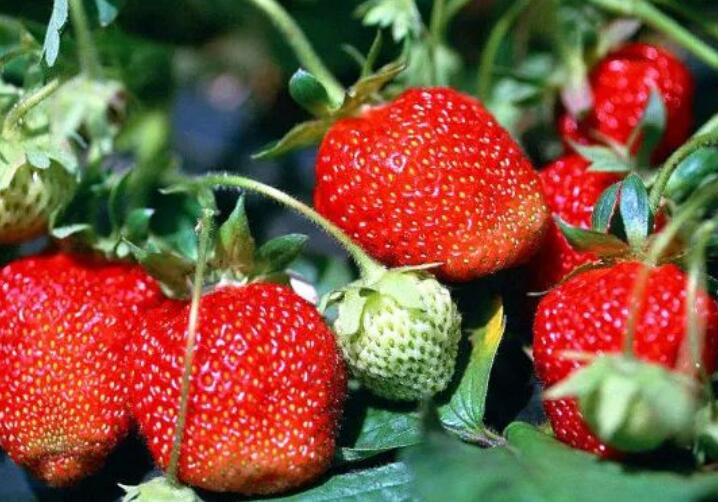 形容采摘草莓的短句