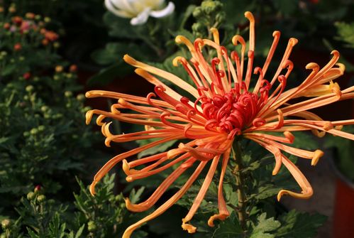 描写菊花的句子文案