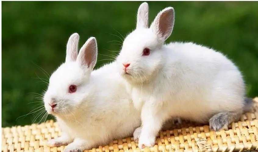 小白兔的句子文案