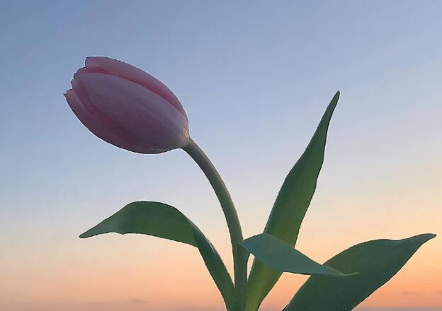 早安唯美句子文案