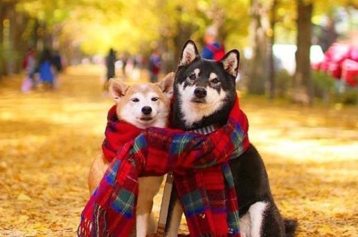 表达爱意的优美句子文案