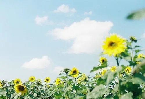 每日摘抄优美句子文案10字