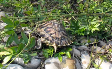 乌龟放生语句文案