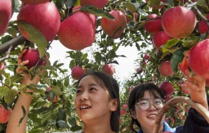 到果园摘果的心情句子文案