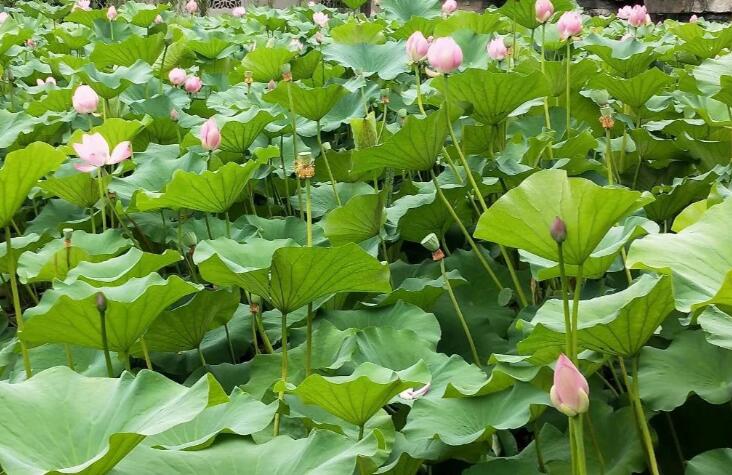 形容能力的语句文案