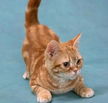 描写动物外形的一段话