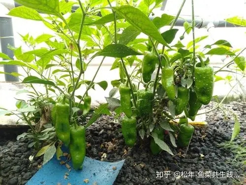 适合朋友圈晒种菜的说说文案