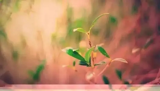 最美心情说说句子文案