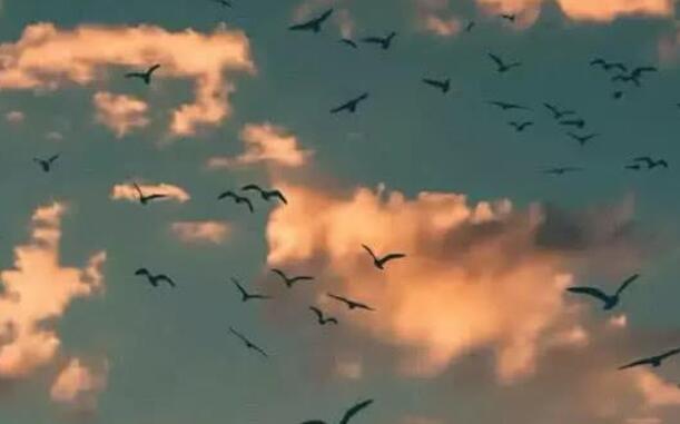 含有风的诗句文案