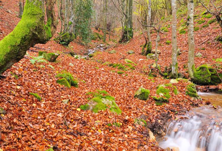 森林文艺句子文案