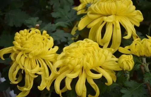 描写菊花的优美句子文案