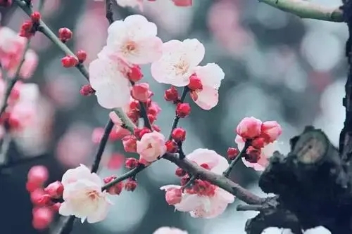 一句话赏梅花心情