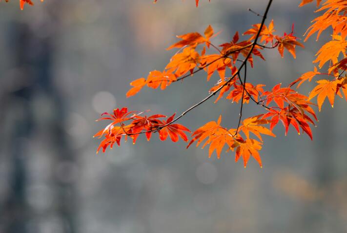 关于九月的诗句文案古诗词