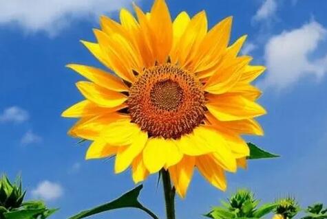 爱笑的正能量说说文案