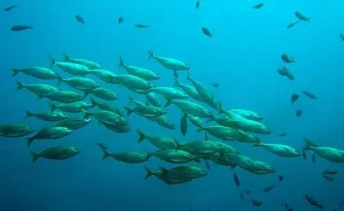 关于鱼的唯美句子文案