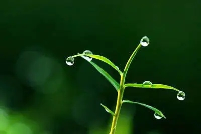 关于植物的短句