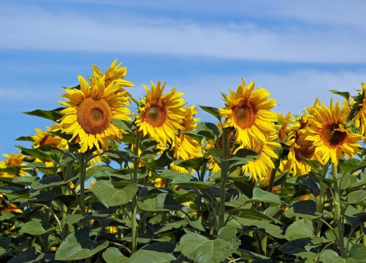 客户问候语简短一句话