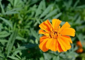 英语优美文段摘抄