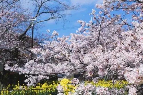 樱花树下的爱情句子文案