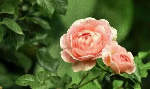 高雅经典句子文案