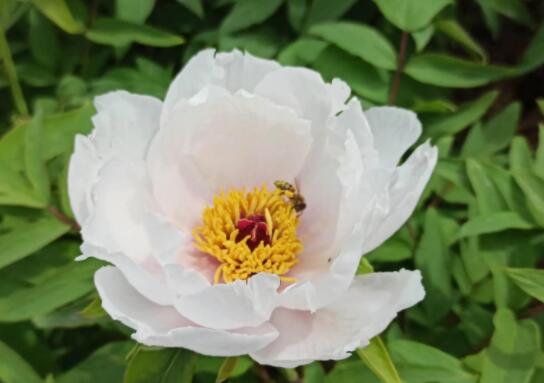 父亲去世心情悲痛句子文案