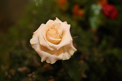 喜欢一个人表白情话文案