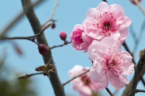 春暖花开的心情短语