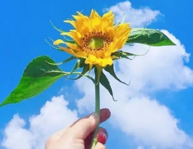 有关珍爱生命的短句子文案