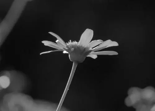 老人即将去世安慰的话