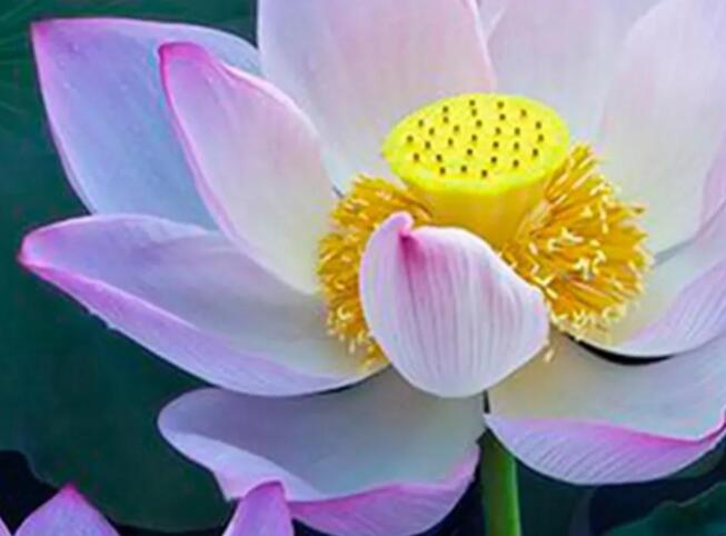 描写荷花的句子文案