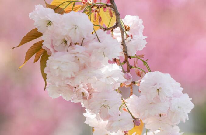 描写春天的短句子文案