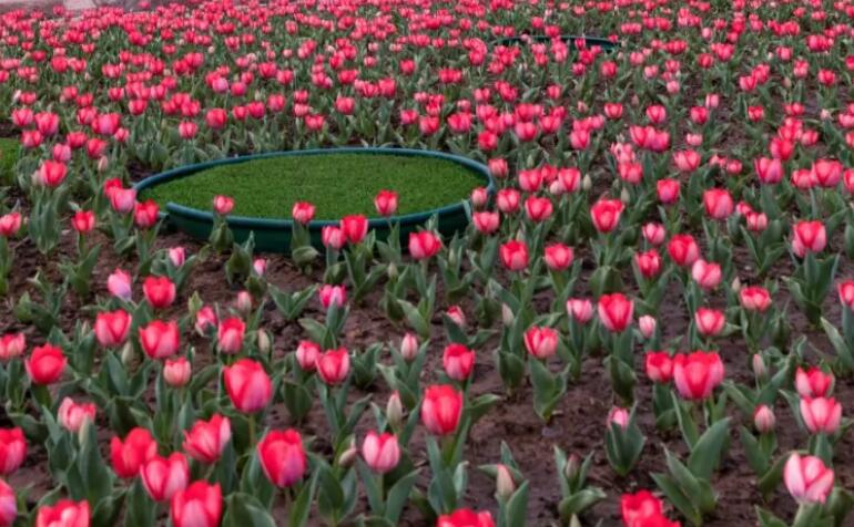 郁金香的句子文案