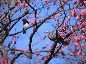 春天清晨问候语