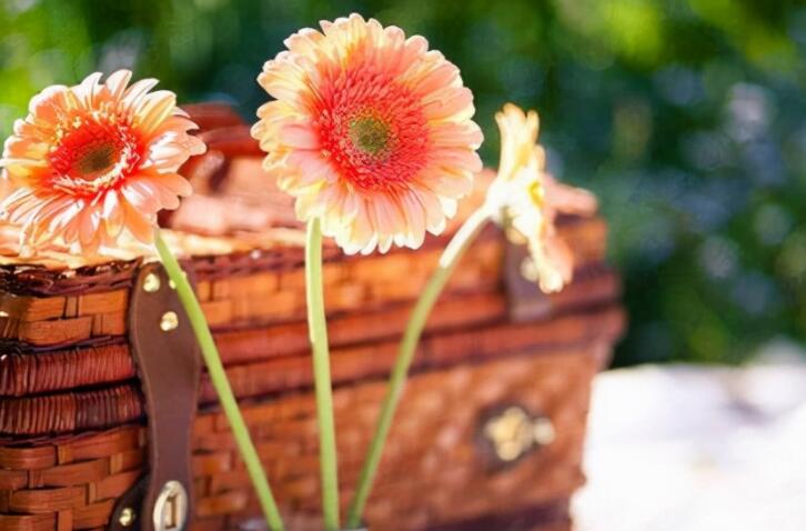 唯美句子文案加出处