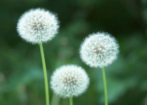 感恩名言名句文案经典摘抄带冯燕