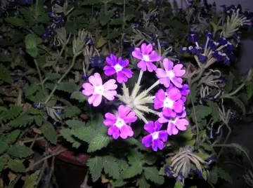 富有诗意的寄语关于活着