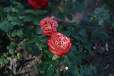 复合之后的情感语录文案