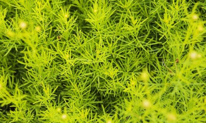 丧系图片带文案高清