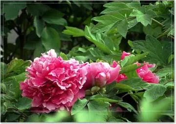 洛阳牡丹花的经典诗句文案