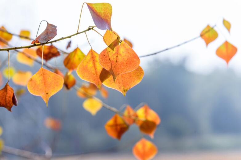 人生苦短感悟的说说文案