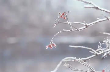 描写冬至的唯美诗句文案