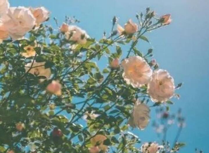 经典美句摘抄短句赏析