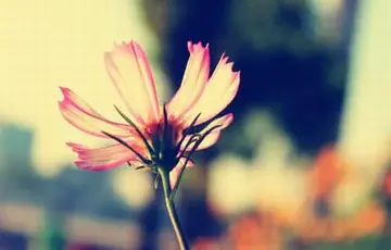 伤感文字短句八字