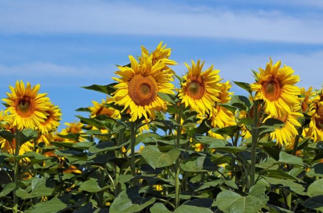 客户早安问候语简短